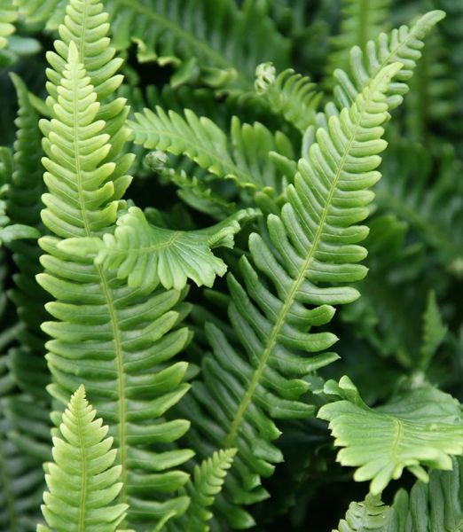 Blechnum spicant